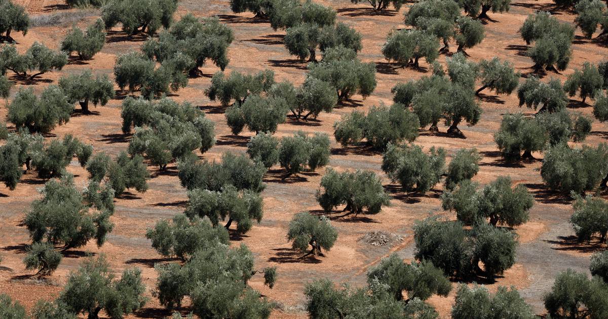 La Spagna è preoccupata per il significativo aumento dei prezzi dell’olio d’oliva  al di fuori