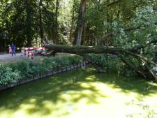 Boom van 150 jaar oud plots omgevallen in Barneveld, boswachter staat voor een raadsel: ‘Hij oogde gezond’