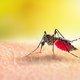 Komen muggen nou wel of niet op het licht af? Zzzó zit het echt