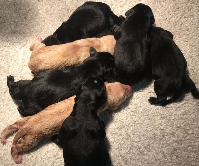De zeven pups.