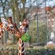 In Artis moeten de dieren straks met de bomen concurreren om aandacht