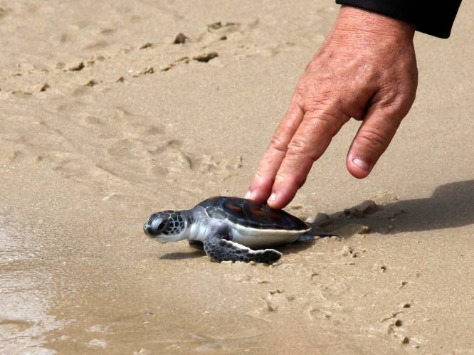 “Toch iets positief aan die hele Covid-situatie”: schildpadjes hebben de plek van toeristen ingenomen op Thaise stranden