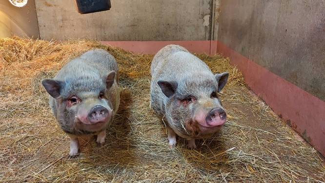 Gezocht: warme thuis voor twee hangbuikvarkens: “Ze zijn erg vriendelijk”