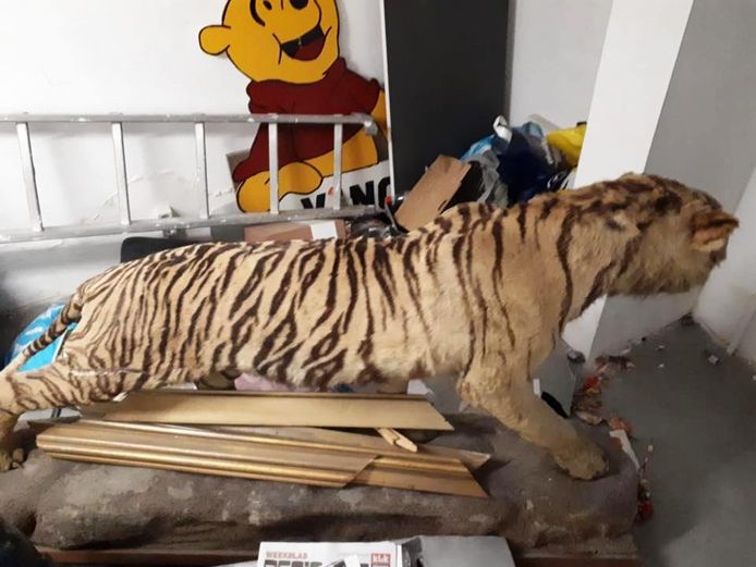 antieke opgezette tijger leidt boze reacties op Marktplaats | Oosterhout | AD.nl