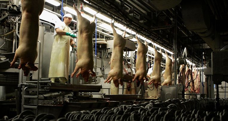 Varkens hangen in een slachthuis in het Duitse Mannheim.  Beeld Getty Images