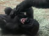Moedergorilla kietelt jong dat lachend over grond rolt