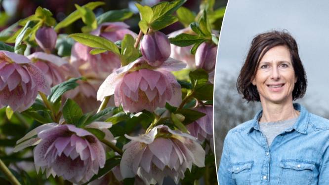 Van kerstroos tot mahonie: met deze planten blijft je tuin ook in de winter bloeien