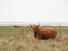 Wandelaars met neus op geboorte Schotse hooglander, maar nu is het kalf dood: ‘Laat dieren met rust!’