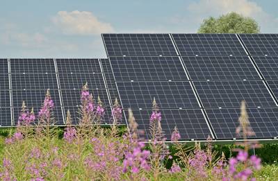 Koeien tussen de zonnepanelen, Utrechtse Heuvelrug wil het