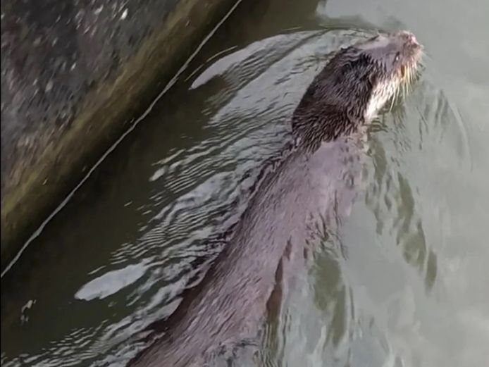 Deze otter werd in januari in Zwolle Zuid gesignaleerd.