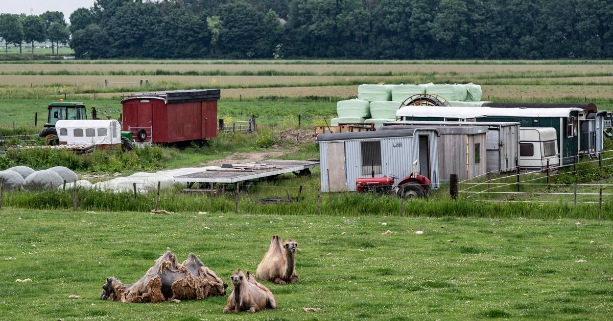 Opnieuw inval bij Bert's Animal Verhuur: dit keer om illegale bouwwerken en hondenfokkerij - BD.nl