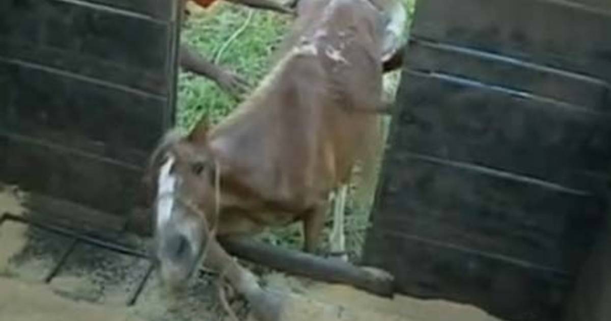 Graag gedaan vergeetachtig Kind Argentijnse slachtpaarden voor consumptie zwaar mishandeld | Binnenland |  hln.be
