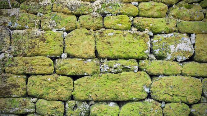 ‘Ga niet met de hogedrukspuit over het terras met groene aanslag’
