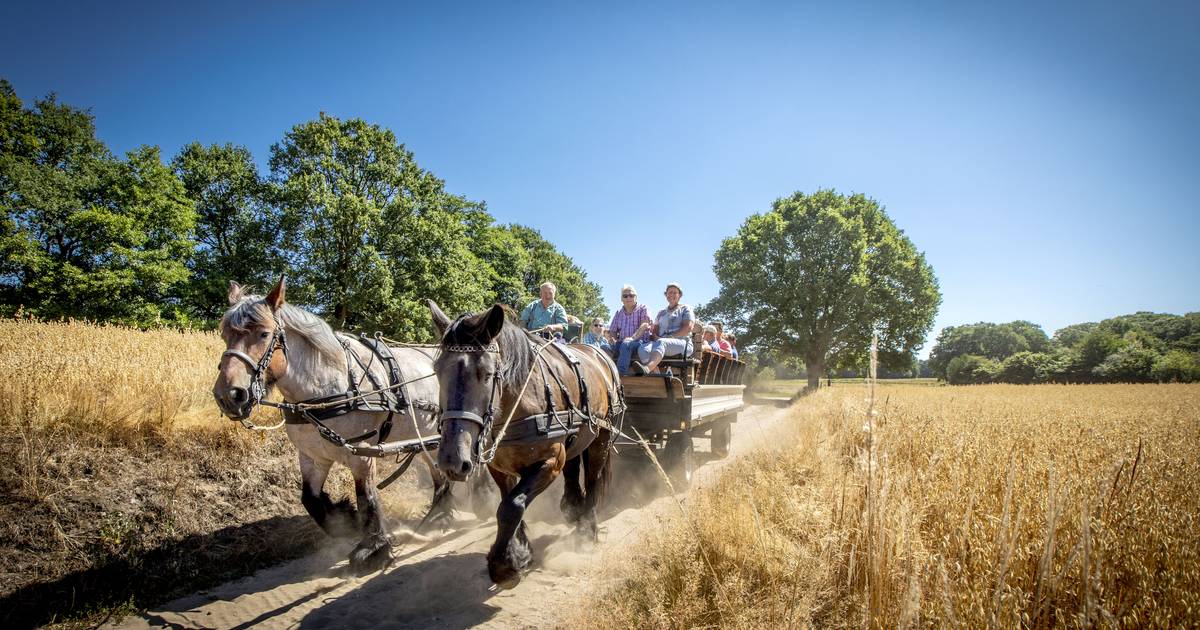 Koetsier Hennie rijdt met paard en wagen door het Springendal