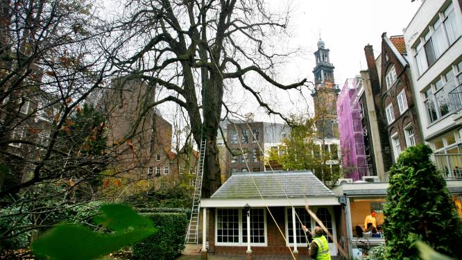 Anne Frankboom in Ommen staat molen in de weg, maar molenaar snapt het belang: ‘Voor de democratie’