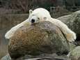 Katjuscha, de oudste ijsbeer van Europa, gestorven in Berlijnse zoo