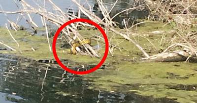 Reptielenexpert vangt twee meter lange anaconda in Duits meer