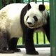Belgisch relletje over reuzenpanda's