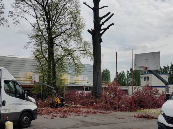 Oude beuk aan sporthal Noorderwijk wordt geveld uit veiligheidsoverwegingen