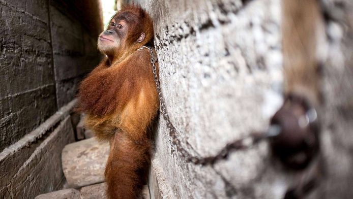 Orangutan Information Centre