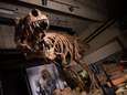 Grootste tyrannosaurus rex ter wereld ontdekt