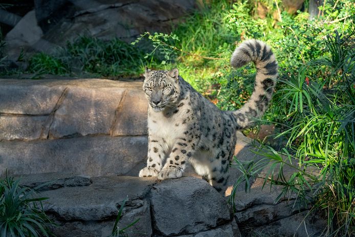 Un léopard des neiges du zoo de San Diego, aux États-Unis, a été testé positif au coronavirus.
