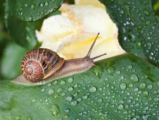 “Naaktslakken verstoppen zich en komen pas ’s avonds buiten”: hoe jaag je die beestjes weg uit je tuin?