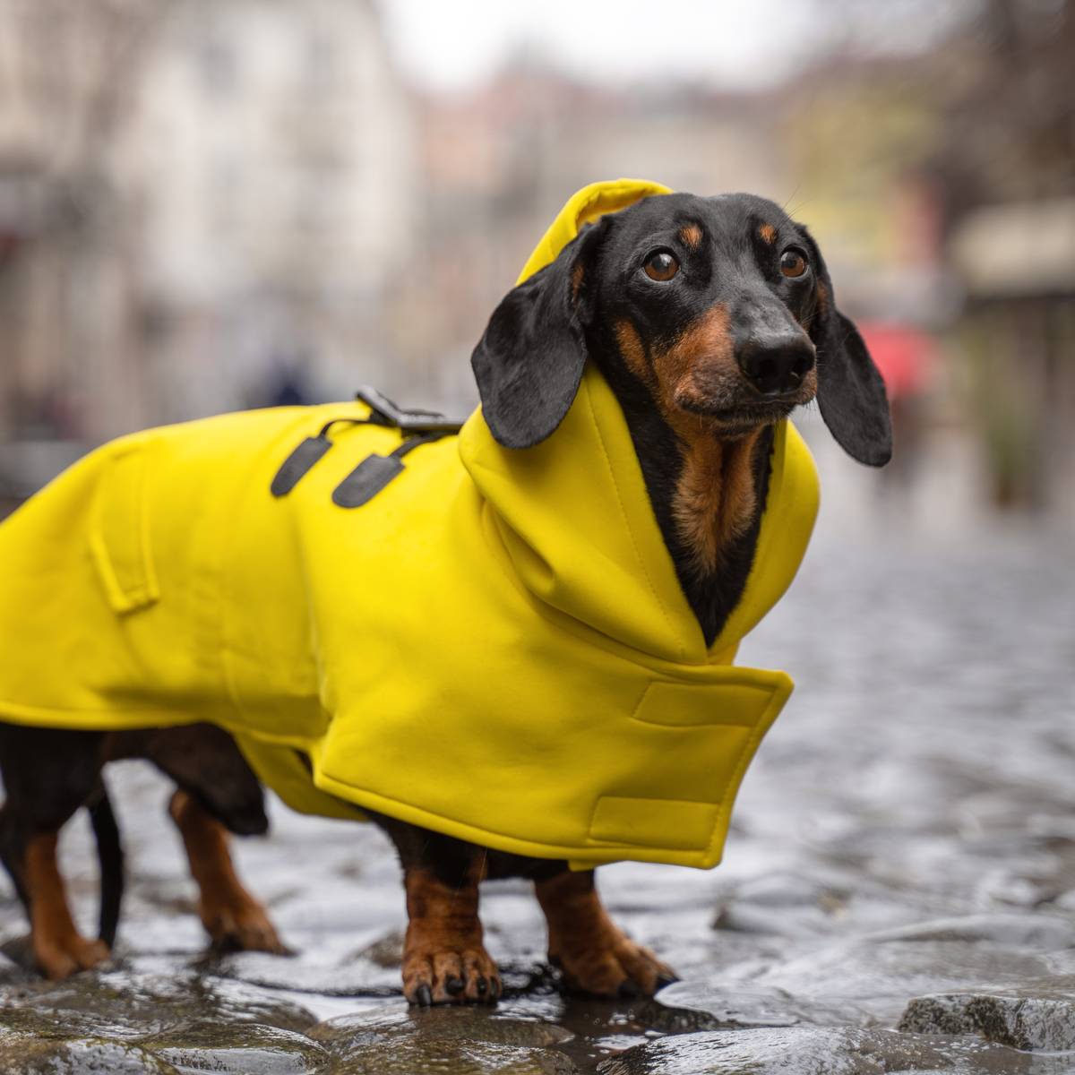 Jasjes voor Fikkie Honden zijn geen accessoires die je combineert met je handtas Mode AD