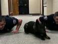 Schattig: enthousiaste politiehond doet push-ups met collega's