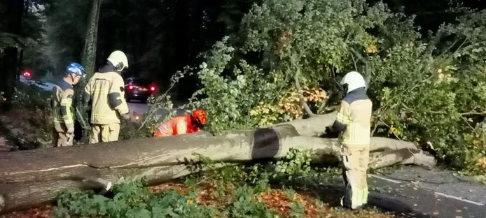 Brandweer bezig met een omgewaaide boom aan de Bornsestraat.