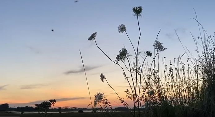 De junikever op de IJsseldijk bij Zwolle. Dit is een videostill.