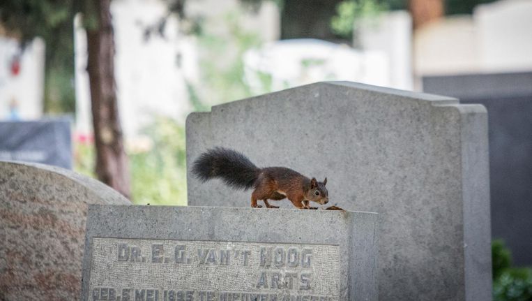 Op de eerste eekhoornfilmdag op begraafplaats Zorgvlied laten de eekhoorns zich al snel zien Beeld Dingena Mol