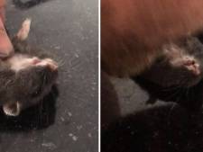 Deze hamster komt weer tot leven dankzij reanimatie van zijn baasje