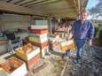 Tienduizenden bijen verdwenen bij imker in Lombeek: “Vermoedelijk door de mysterieuze verdwijnziekte”