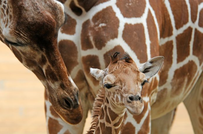 Girafje Maartje en haar moeder.
