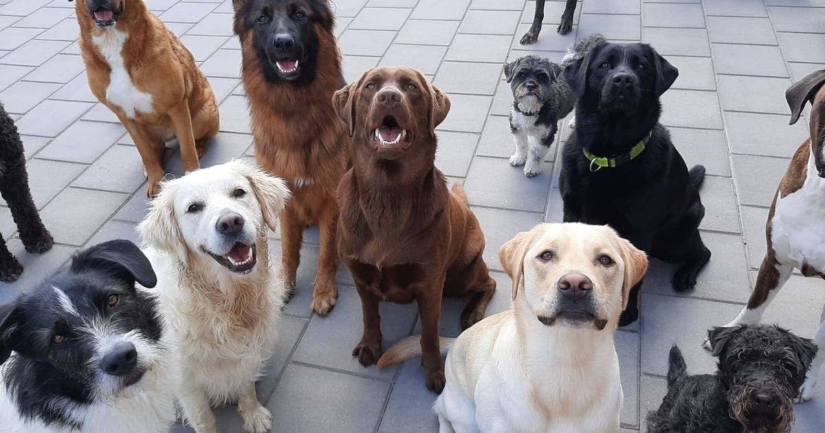 Buren vrezen blaffende honden bij dierenpension Riel Tilburg e.o. bd.nl