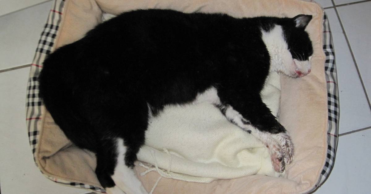 'Buurman vergiftigt katten uit wraak in Alkmaar'