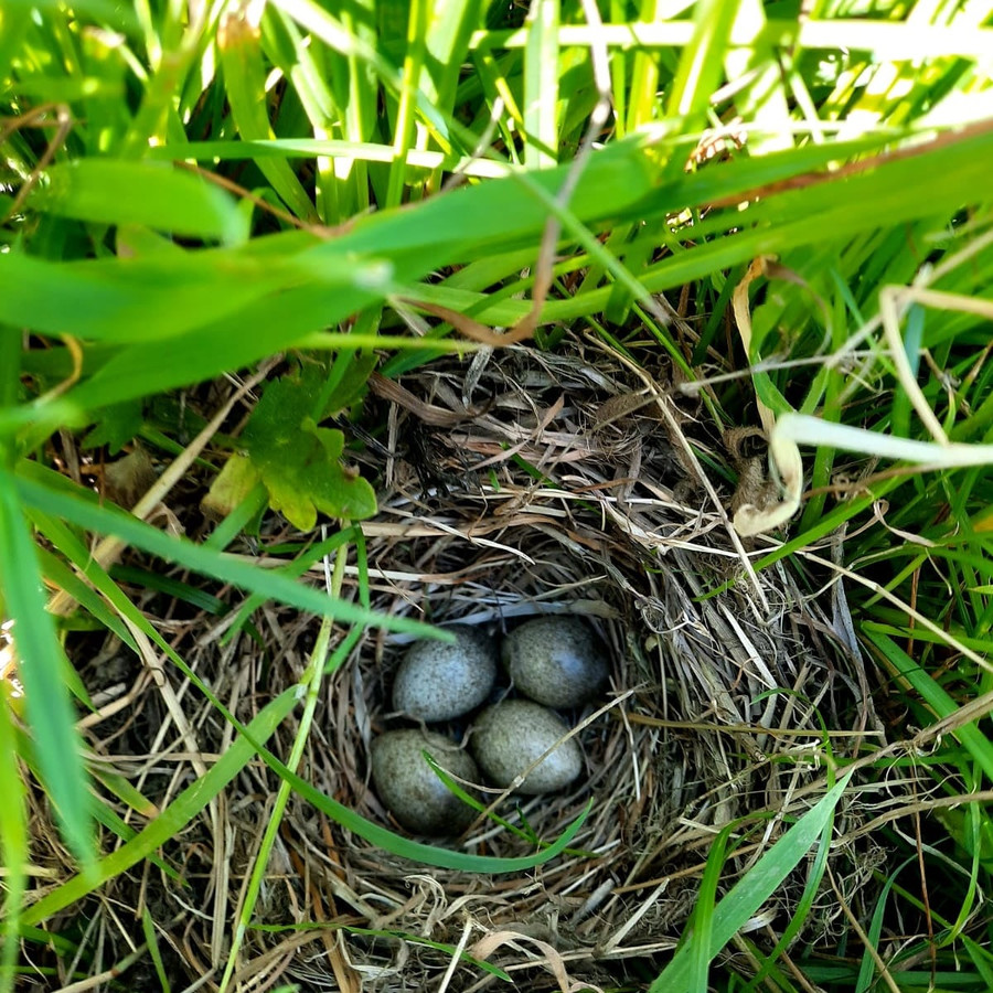 Voorvoegsel Proberen hardwerkend Zeldzame veldleeuwerik maakt nest bij boer Jeroen in Maasland | Foto | AD.nl