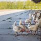 Uitbraak vogelgriep in Flevoland, landelijke ophokplicht voor pluimvee van kracht
