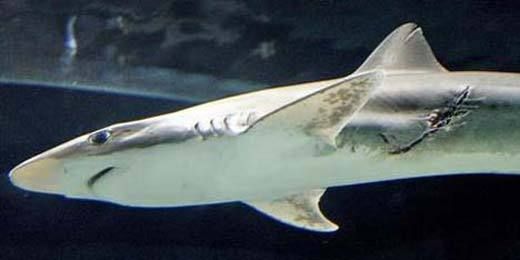 Snel weigeren oppervlakkig Haai bijt acht baby's uit buik andere haai in aquarium | Dieren | hln.be