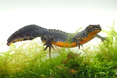 Lezing Dieren in en rondom vijvers