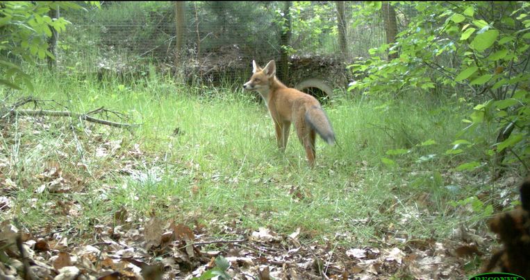 Camera’s leggen, ook ‘s nachts, de dieren vast die de faunapassages gebruiken om van het ene in het andere natuurgebied te komen. Hier een vos. Beeld Sweco