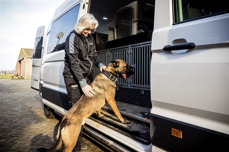 2023-02-10 15:00:31 DE RIPS - Esther van Neerbos en twee zoekhonden van Signi Zoekhonden in De Rips. Het zoekteam is met vijf vrijwilligers en vijf zoekhonden naar Turkije gereisd om slachtoffers te zoeken na de twee zware aardbevingen. Beeld ANP