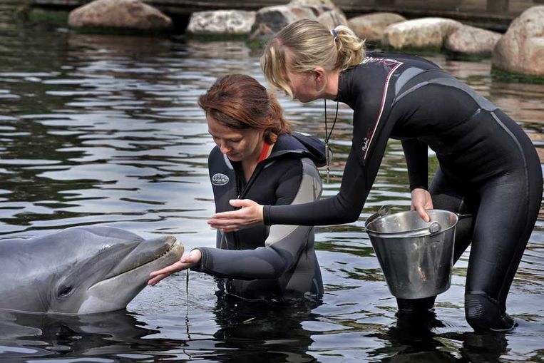 Hardewijk-Dolfinarium, in een speciaal arragement kunnen belangstellenden dichter met de dolfijnen in contact komen. (Raymond Rutting / de Volkskrant) Beeld 