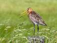 Friesland neemt maatregelen voor weidevogels