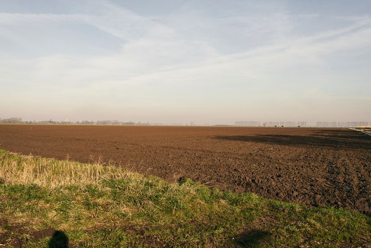 Het stuk landbouwgrond in Zeeuws-Vlaanderen dat Fernand Huts in handen kreeg. Beeld Joris Casaer