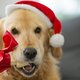 Pas op: déze kerstlekkernijen kunnen giftig zijn voor je hond