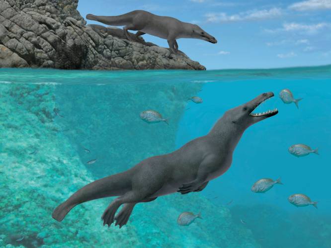 Opmerkelijke archeologische vondst: fossiele walvis met vier poten zwom als een otter