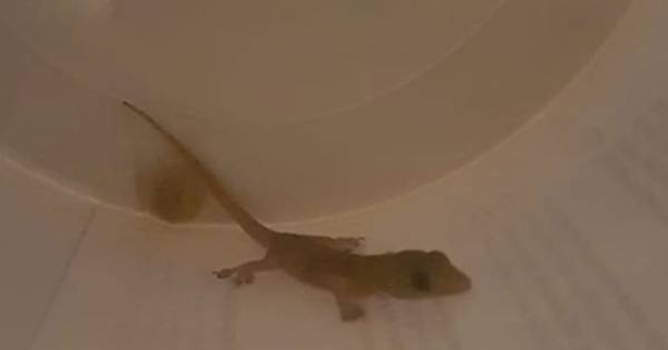 Taiwanese gekko duikt op in Luyksgestel: 'Wonder dat dit opgemerkt werd' - Eindhovens Dagblad