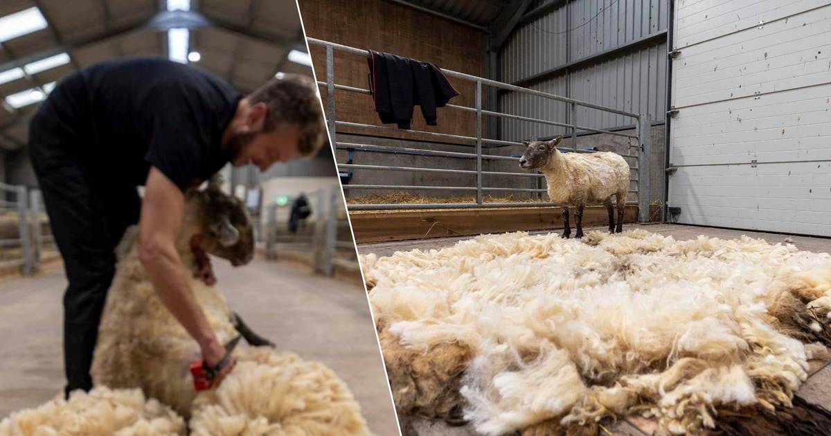 ‘The world’s loneliest sheep’ is sheared for the first time in two years, but animal activists protest its transfer to a petting zoo |  the animals